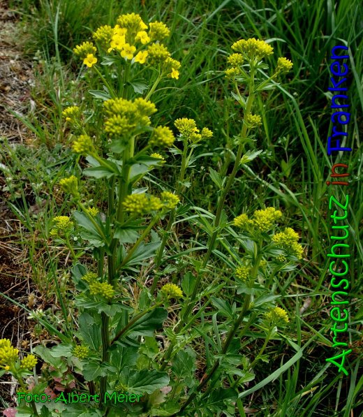 Bild zum Eintrag (1138769-160)