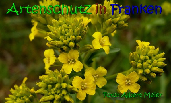 Bild zum Eintrag (1138770-160)