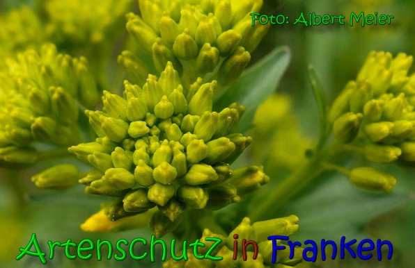 Bild zum Eintrag (1138771-160)