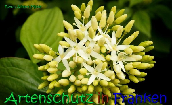 Bild zum Eintrag (1138792-160)