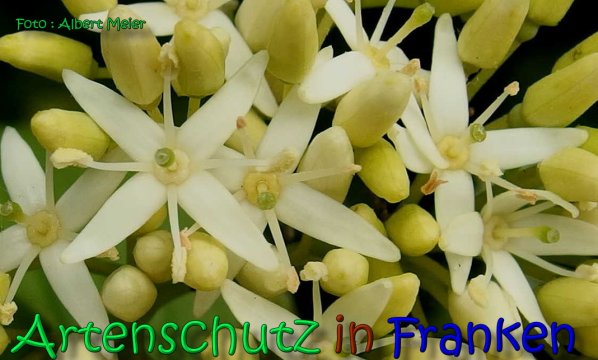 Bild zum Eintrag (1138793-160)