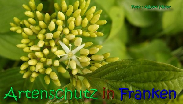 Bild zum Eintrag (1138795-160)