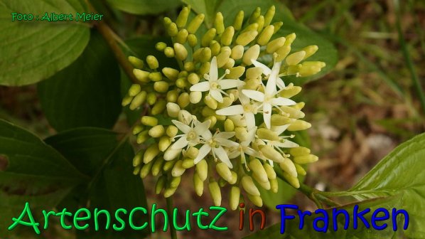 Bild zum Eintrag (1138796-160)