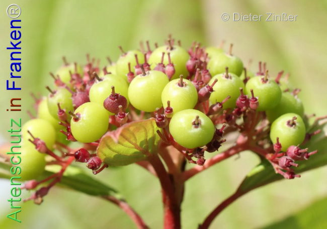 Bild zum Eintrag (1138799-160)