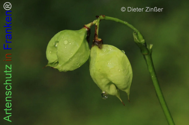 Bild zum Eintrag (1138826-160)