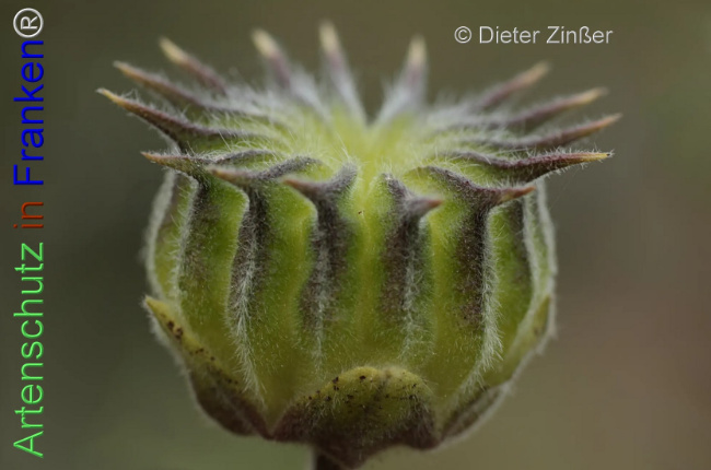 Bild zum Eintrag (1138831-160)