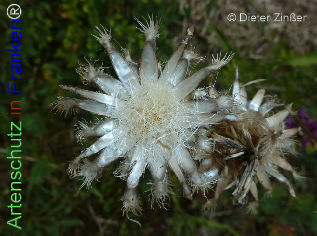 Bild zum Eintrag (1138852-160)