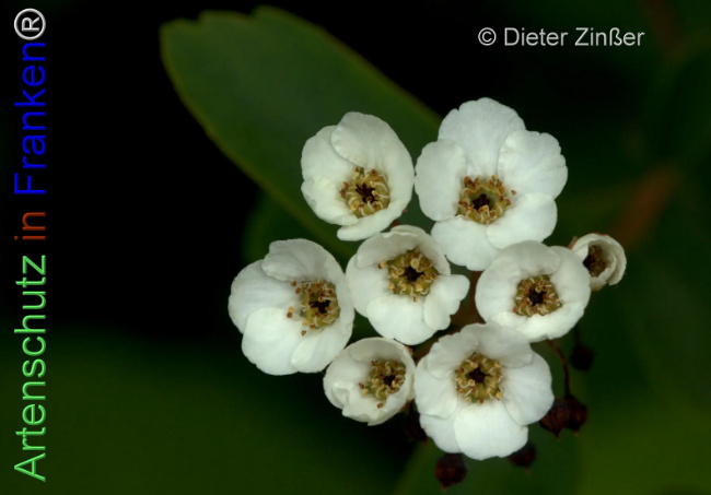 Bild zum Eintrag (1138858-160)