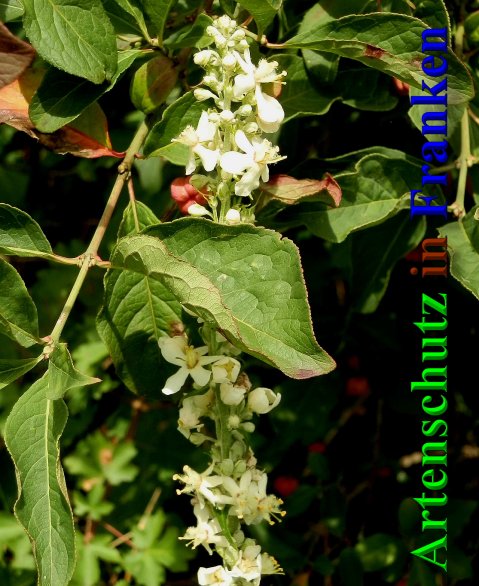 Bild zum Eintrag (1138861-160)