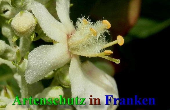 Bild zum Eintrag (1138862-160)