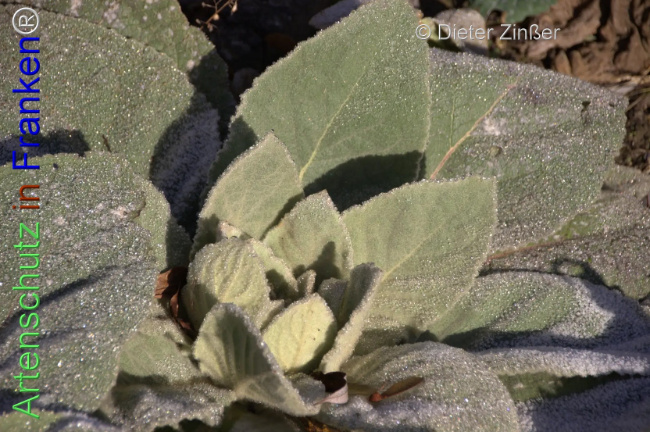 Bild zum Eintrag (1138866-160)