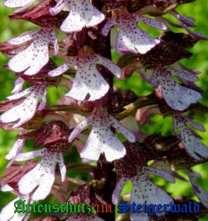 Bild zum Eintrag (1138869-160)