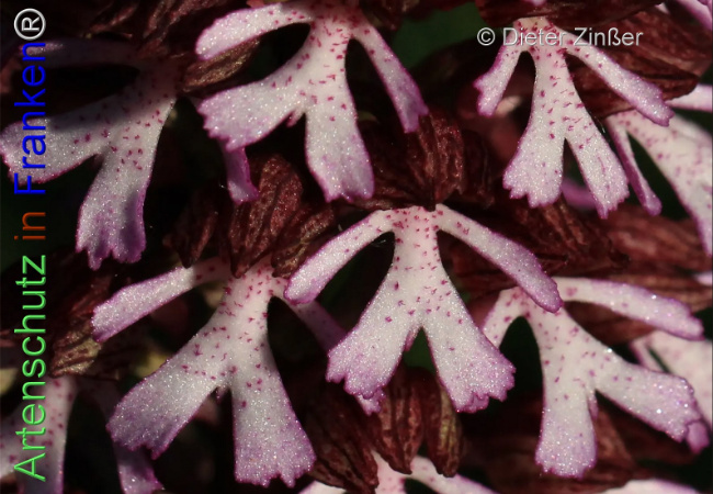 Bild zum Eintrag (1138873-160)