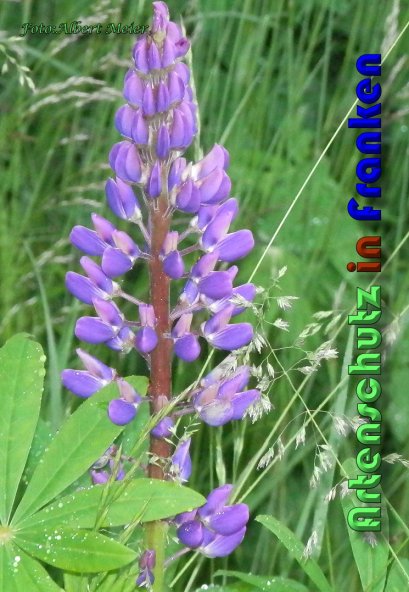 Bild zum Eintrag (1138877-160)