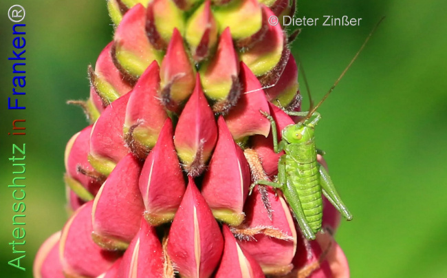 Bild zum Eintrag (1138880-160)