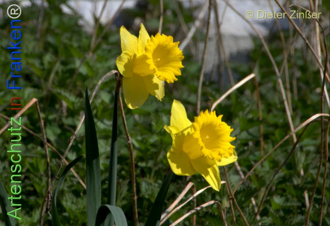 Bild zum Eintrag (1138891-160)