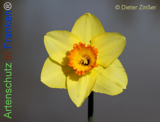 Bild zum Eintrag (1138892-160)