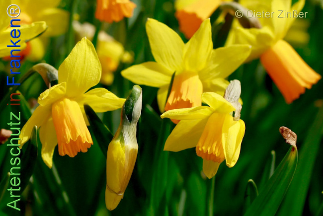 Bild zum Eintrag (1138894-160)