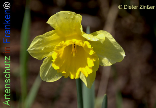 Bild zum Eintrag (1138895-160)