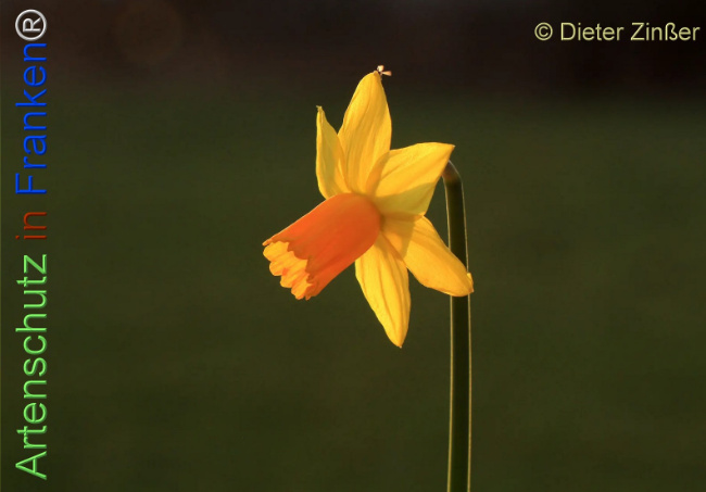 Bild zum Eintrag (1138897-160)