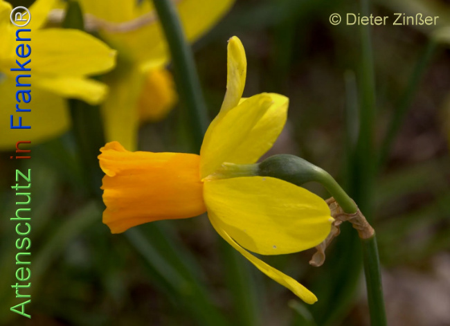 Bild zum Eintrag (1138901-160)