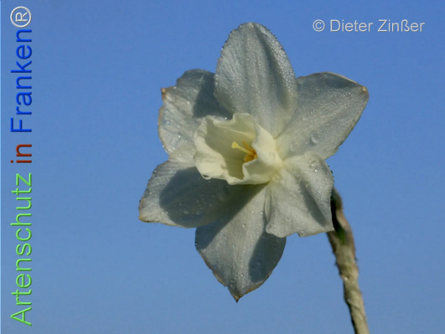 Bild zum Eintrag (1138904-160)