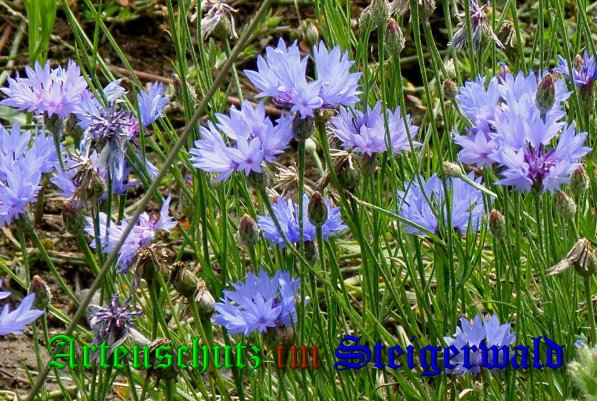 Bild zum Eintrag (1139024-160)