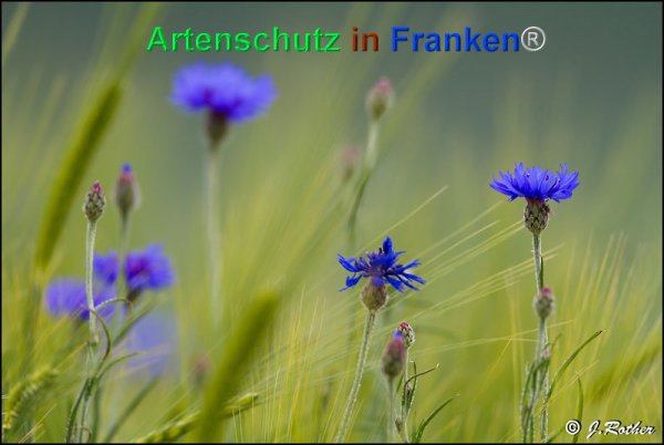 Bild zum Eintrag (1139025-160)