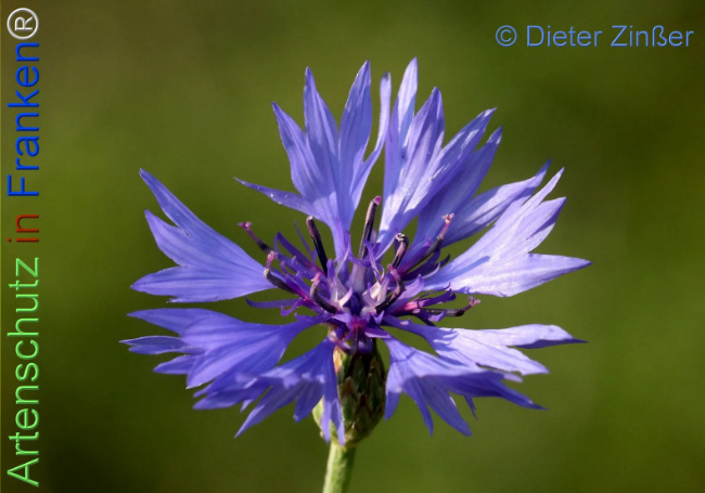 Bild zum Eintrag (1139031-160)