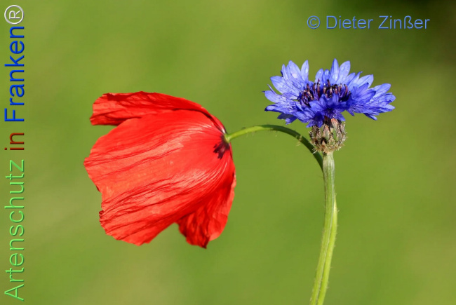 Bild zum Eintrag (1139032-160)