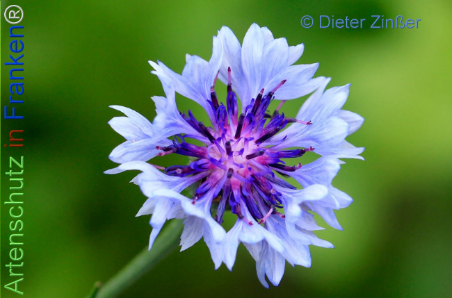 Bild zum Eintrag (1139033-160)