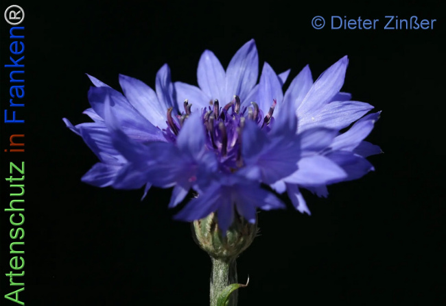 Bild zum Eintrag (1139040-160)