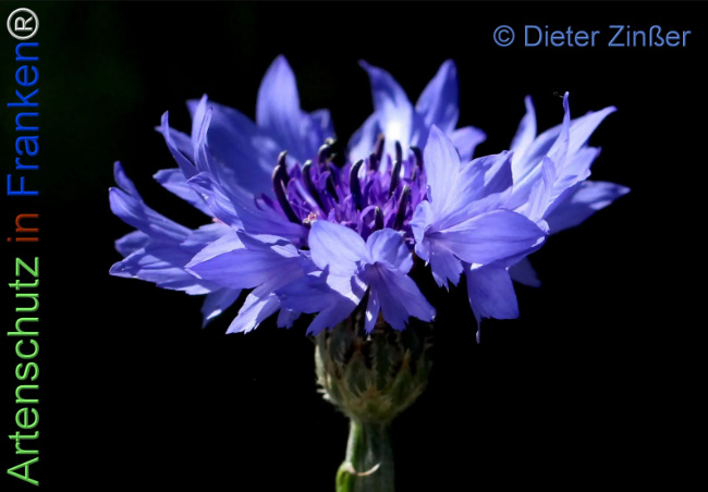 Bild zum Eintrag (1139041-160)