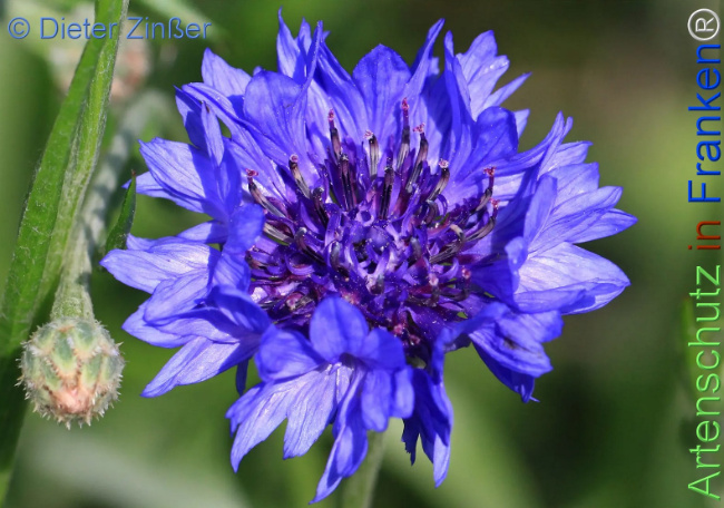 Bild zum Eintrag (1139042-160)