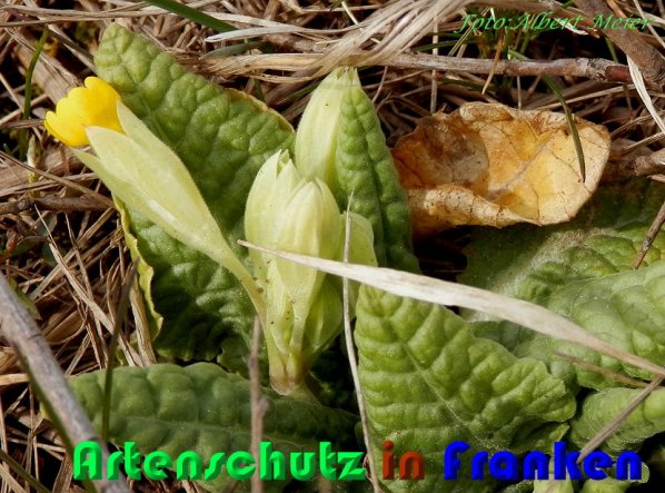 Bild zum Eintrag (1139099-160)