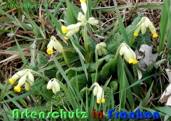 Bild zum Eintrag (1139101-160)