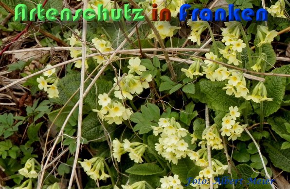 Bild zum Eintrag (1139102-160)