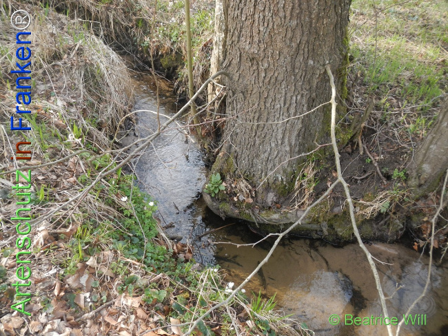 Bild zum Eintrag (1139109-160)