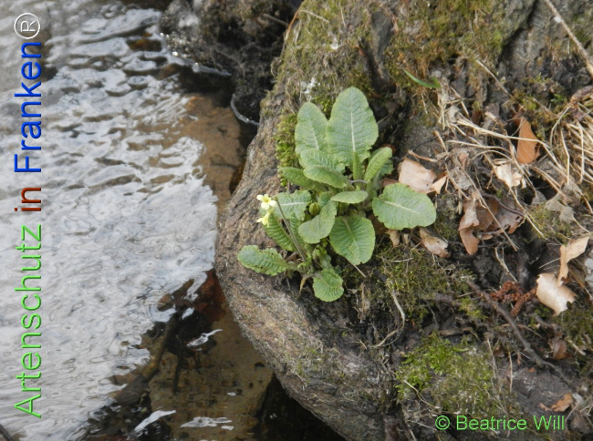 Bild zum Eintrag (1139110-160)