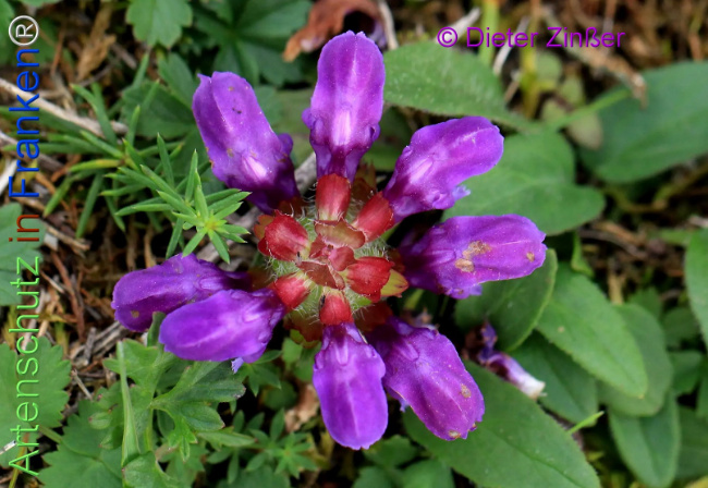 Bild zum Eintrag (1139143-160)