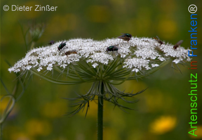 Bild zum Eintrag (1139220-160)