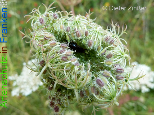 Bild zum Eintrag (1139221-160)