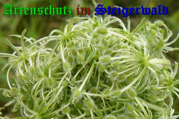 Bild zum Eintrag (1139223-160)