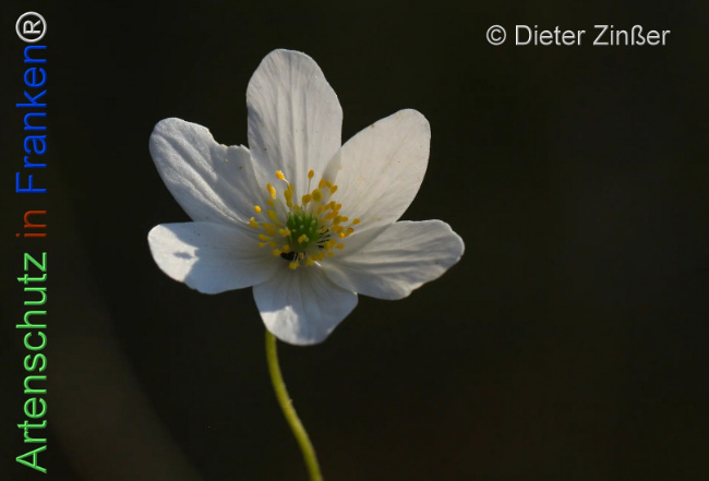 Bild zum Eintrag (1139381-160)