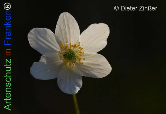 Bild zum Eintrag (1139388-160)