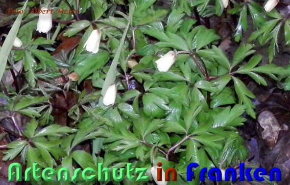 Bild zum Eintrag (1139389-160)