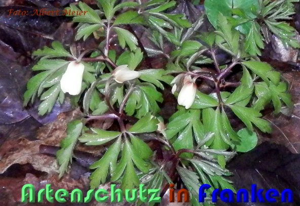 Bild zum Eintrag (1139390-160)