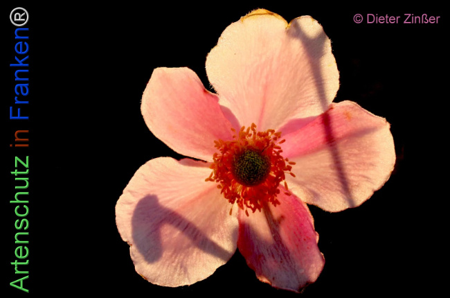 Bild zum Eintrag (1139398-160)