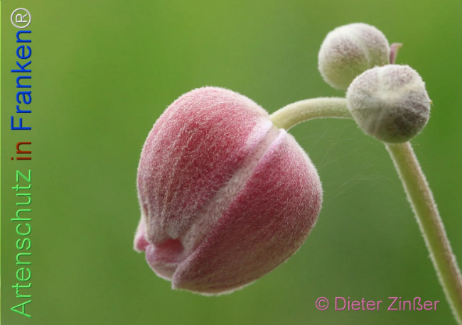 Bild zum Eintrag (1139400-160)