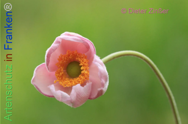 Bild zum Eintrag (1139401-160)